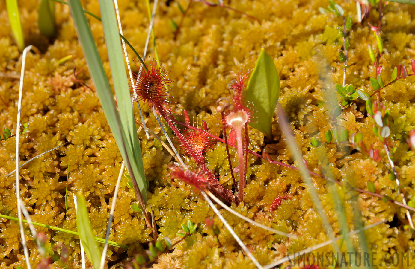 Drosera linearis [300 mm, 1/640 Sek. bei f / 9.0, ISO 800]